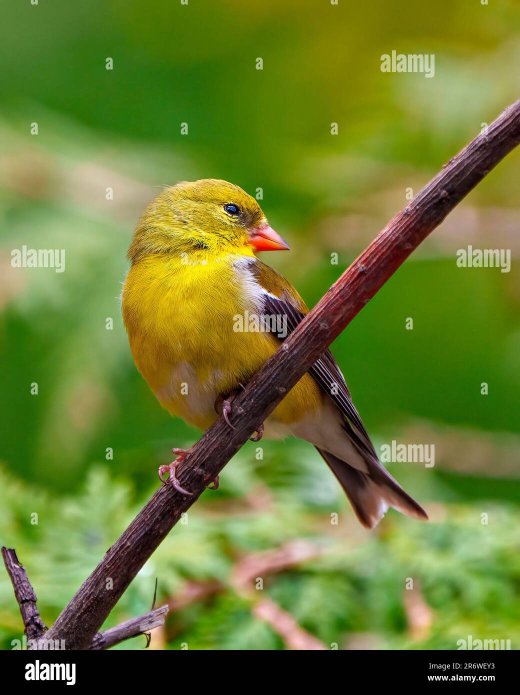 American Goldfinch femmina primo piano vista laterale appollaiata su un ramo con sfondo verde foresta nel suo ambiente e habitat. Finch Portrait. Foto Stock