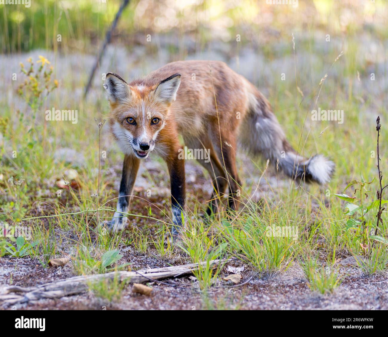 Volpe rossa che guarda la fotocamera con uno sfondo di fogliame sfocato nella stagione estiva nel suo ambiente e habitat circostante. Immagine. Verticale. Immagine Fox Foto Stock
