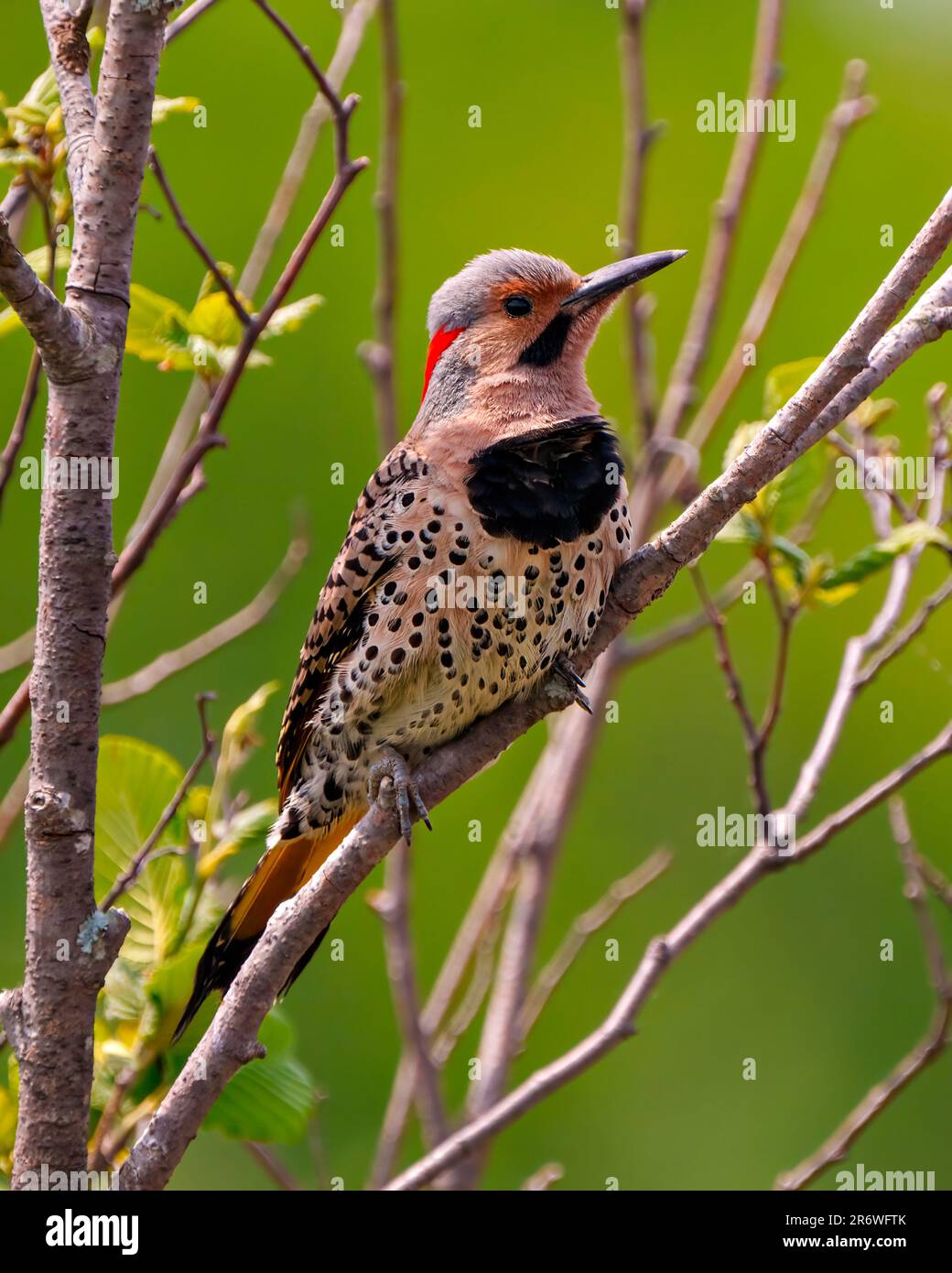 Northern Flicker vista frontale maschile primo piano arroccato su un ramo con sfondo verde sfocato nel suo ambiente e habitat circostante durante l'accoppiamento degli uccelli Foto Stock