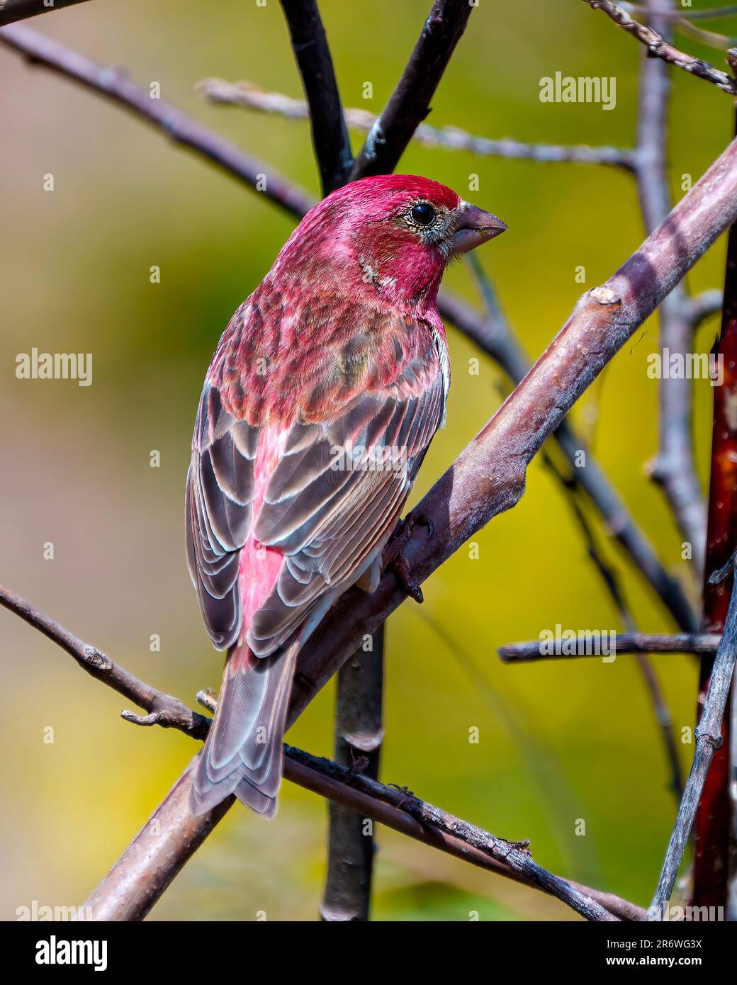 Finch maschio primo piano vista posteriore, arroccato su un ramo che mostra piumaggio di colore rosso con uno sfondo sfocato nel suo ambiente e habitat. Viola Finch. Foto Stock