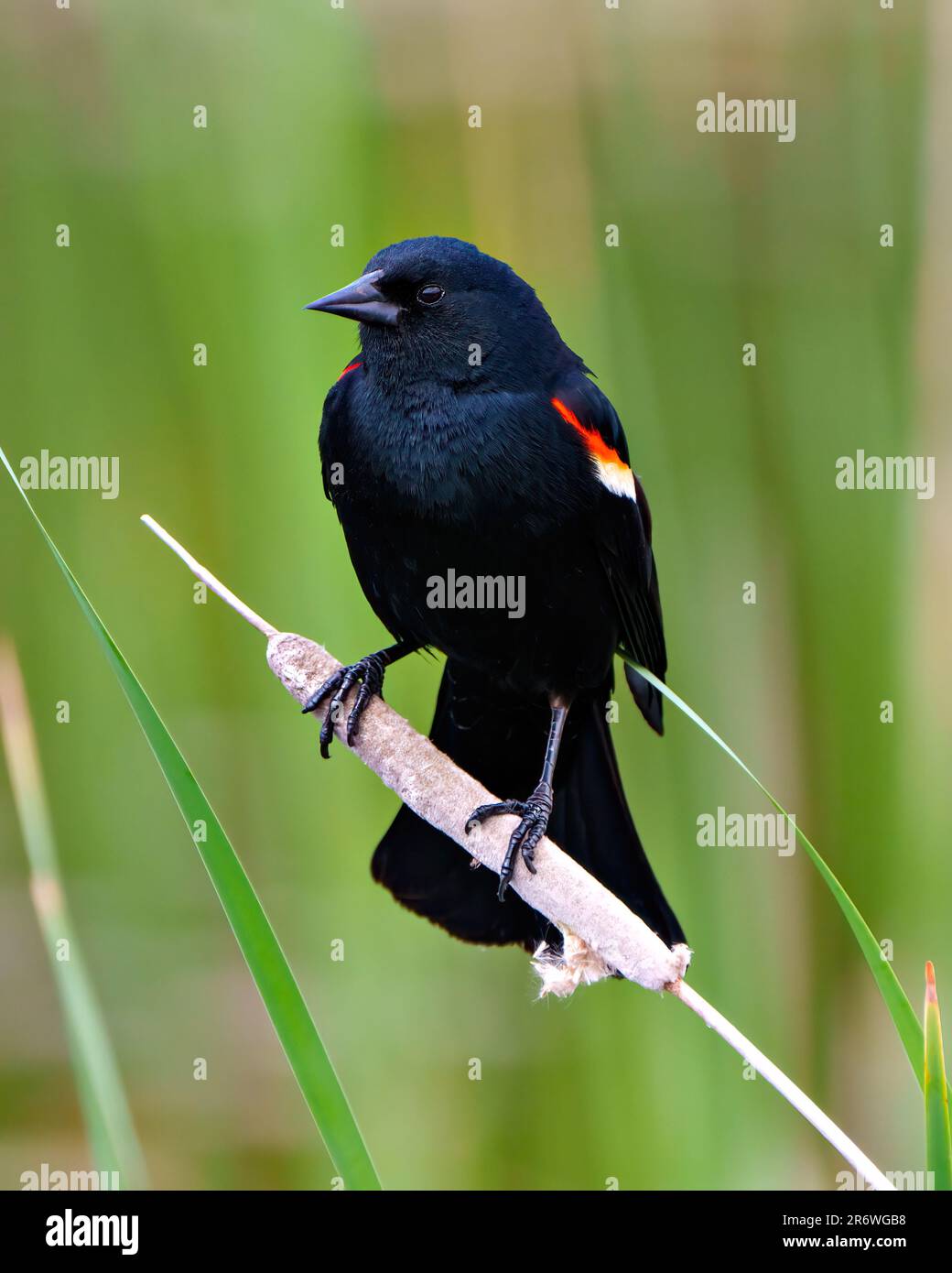 Blackbird rosso-alato maschio primo piano vista frontale, arroccato su una cattaglia con sfondo verde nel suo ambiente e habitat circostante. Foto Stock