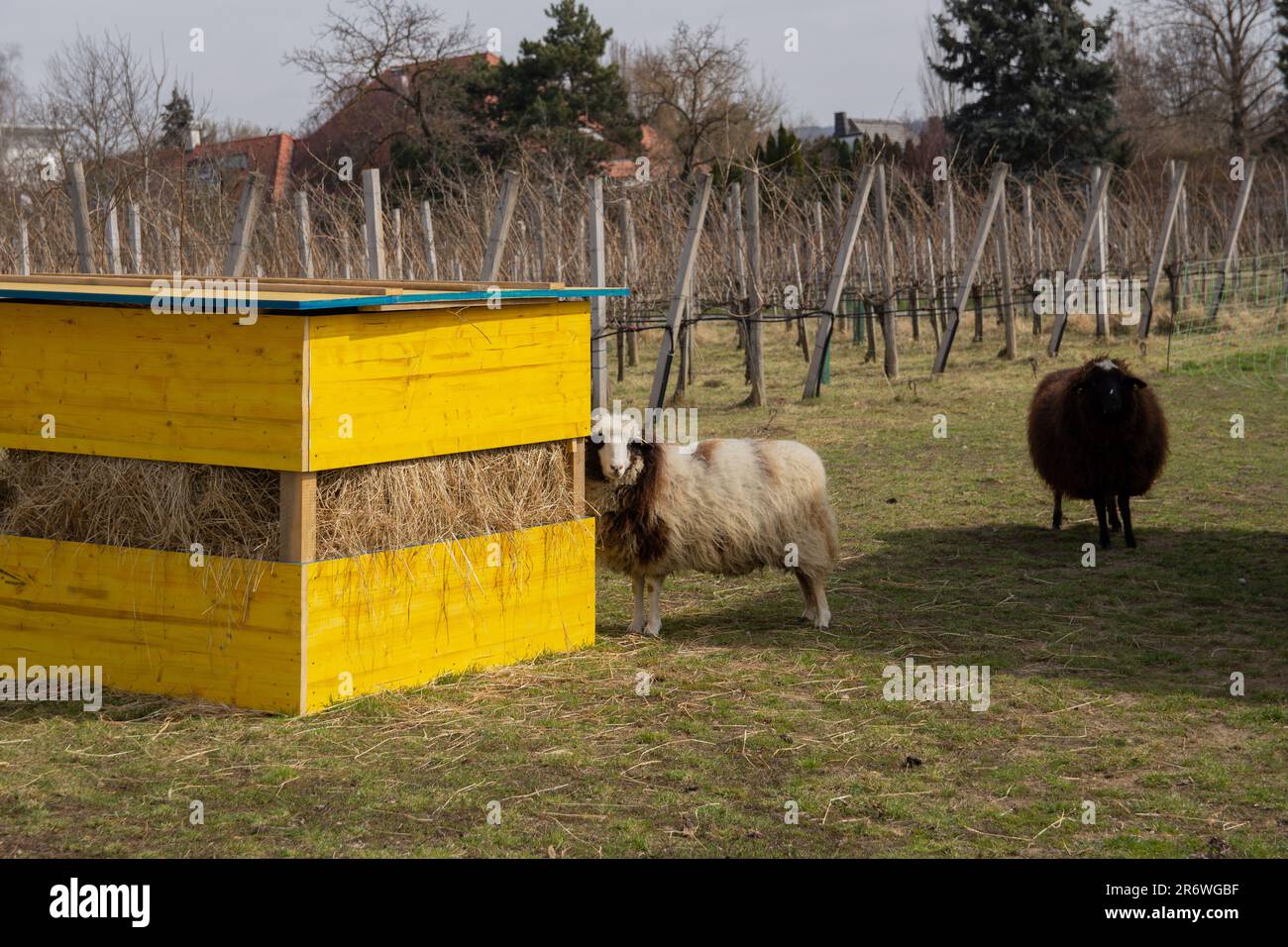 Schafe stehen auf der Wiese vor Ihrem Futter Haus Foto Stock