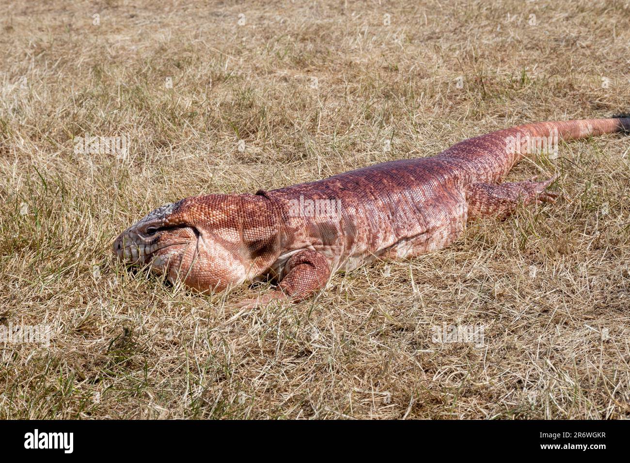 Grande argentino rosso tegu lucertola Salvator rufescens comune nel commercio esotico degli animali domestici Foto Stock