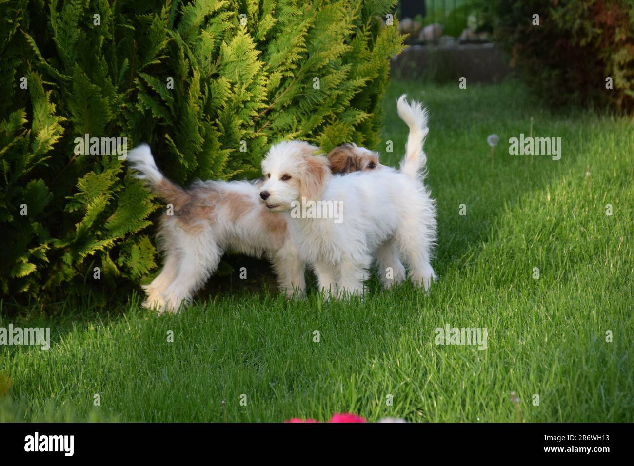 due graziosi cuccioli in giardino Foto Stock
