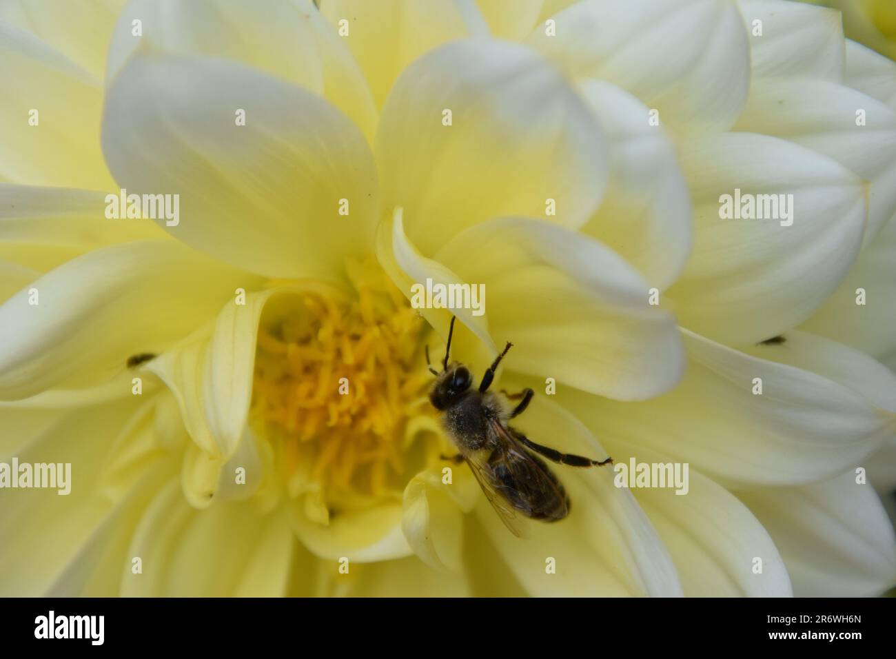 una piccola ape affollata del miele raccoglie il miele da una dahlia gialla bianca e lo impollinates fotografato in macro shot.wings, tastiers+ le gambe sono chiaramente visibili Foto Stock