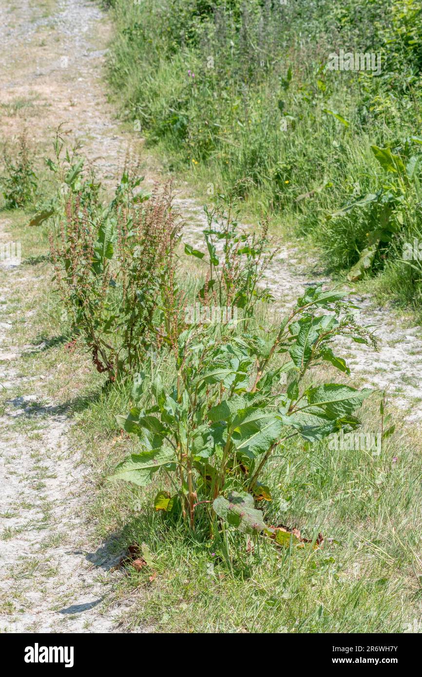 Grande esemplare di comune UK Weed Broad-Leaved Dock / Rumex obtusifolius in pista soleggiata paese. Erbacce agricole fastidiose, una volta usato medicinalmente. Foto Stock