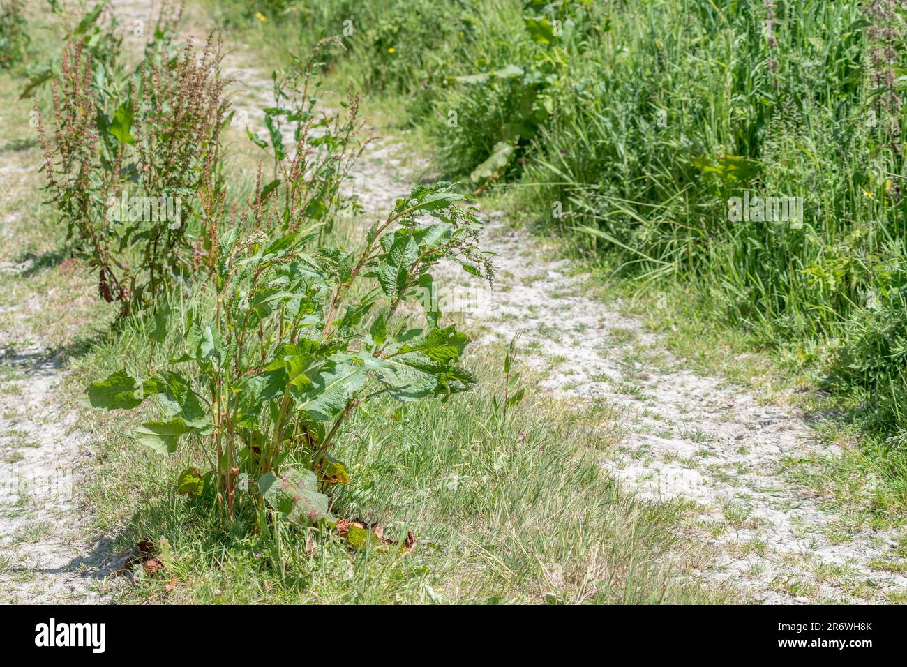 Grande esemplare di comune UK Weed Broad-Leaved Dock / Rumex obtusifolius in pista soleggiata paese. Erbacce agricole fastidiose, una volta usato medicinalmente. Foto Stock