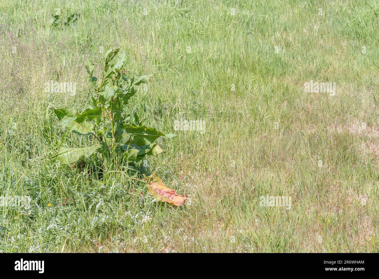 Grande esemplare di comune UK erbacce a foglia larga Dock / Rumex obtusifolius in campo di fieno soleggiato. Erbacce agricole fastidiose, una volta usato medicinalmente. Foto Stock