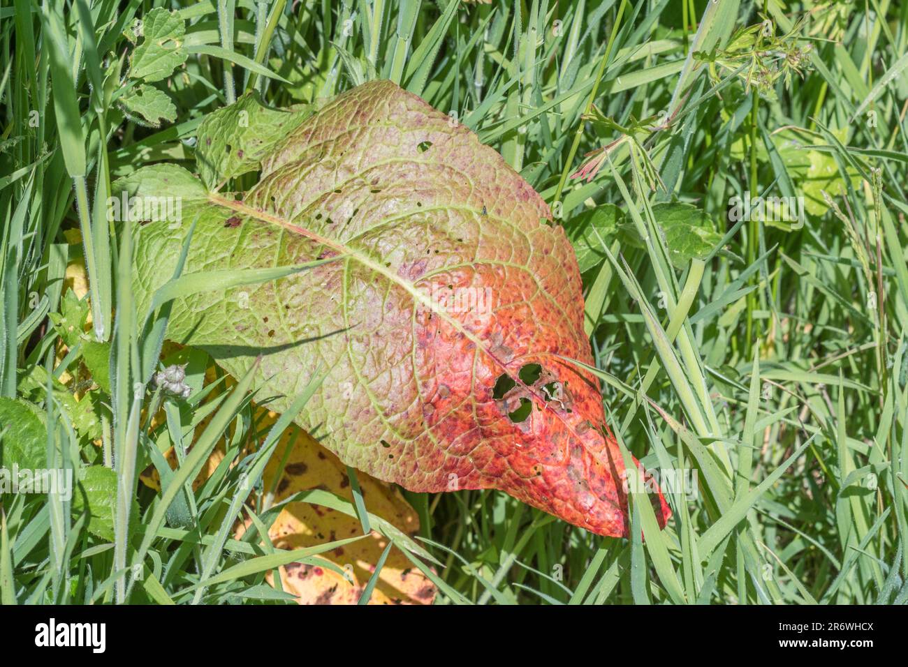 Ripresa di foglia malata di Dipleto / Rumex obtusifolius - possibilmente da Ramularia rosolia - in campo soleggiato. Per malattia di pianta, erbacce comuni. Foto Stock
