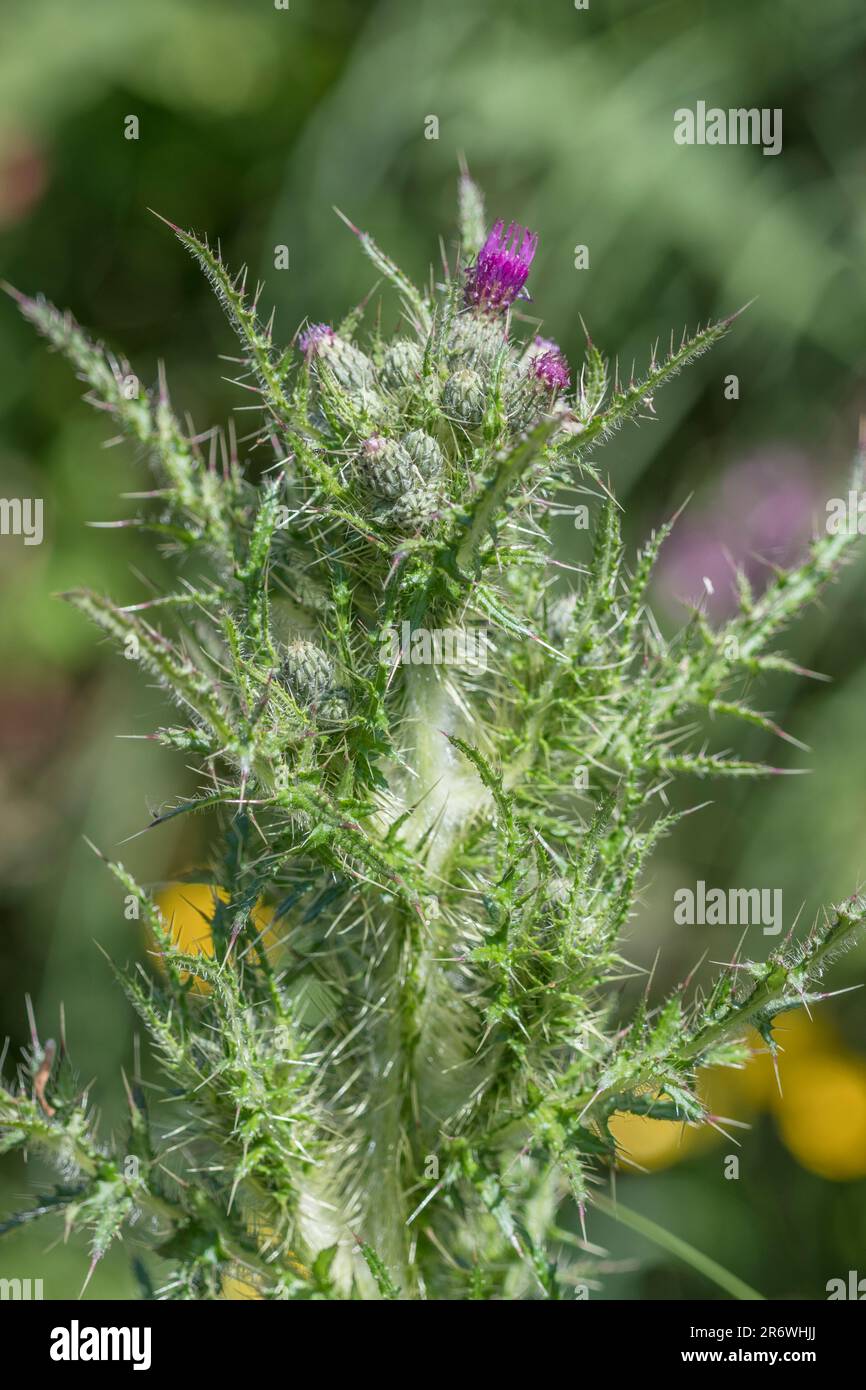 Marsh Thistle / Cirsium palustre iniziando a fiore. Cresce 6-7ft tall dilagando come matura durante la stagione di crescita. Steli commestibile. Metafora dolorosa. Foto Stock