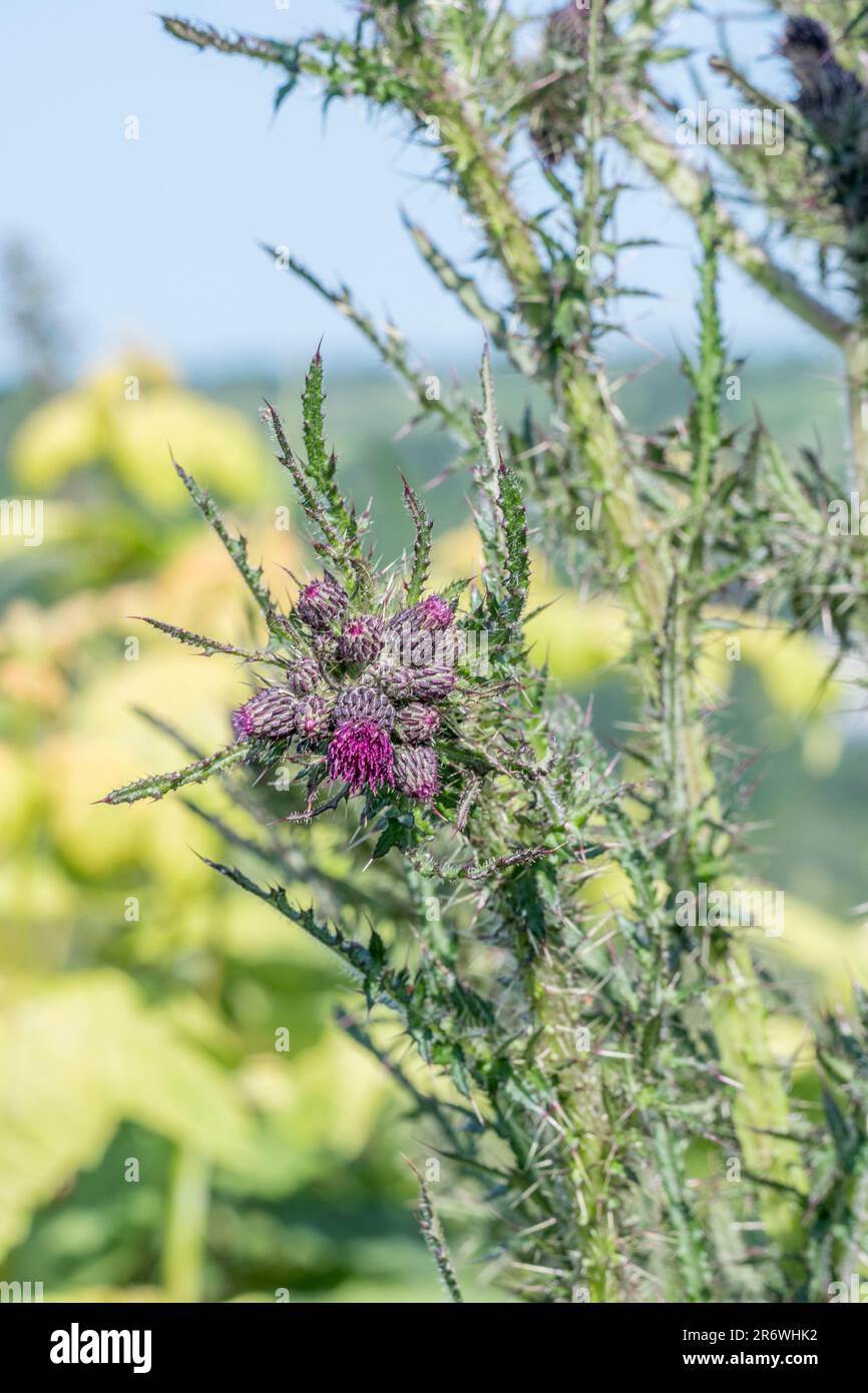 Marsh Thistle / Cirsium palustre iniziando a fiore. Cresce 6-7ft tall dilagando come matura durante la stagione di crescita. Steli commestibile. Metafora dolorosa. Foto Stock