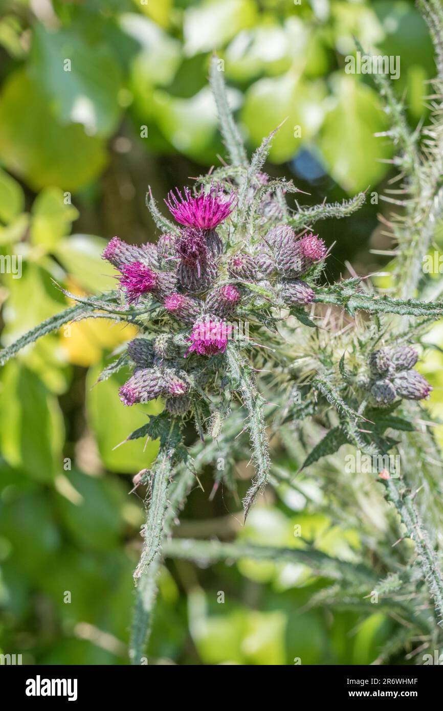 Marsh Thistle / Cirsium palustre iniziando a fiore. Cresce 6-7ft tall dilagando come matura durante la stagione di crescita. Steli commestibile. Metafora dolorosa. Foto Stock