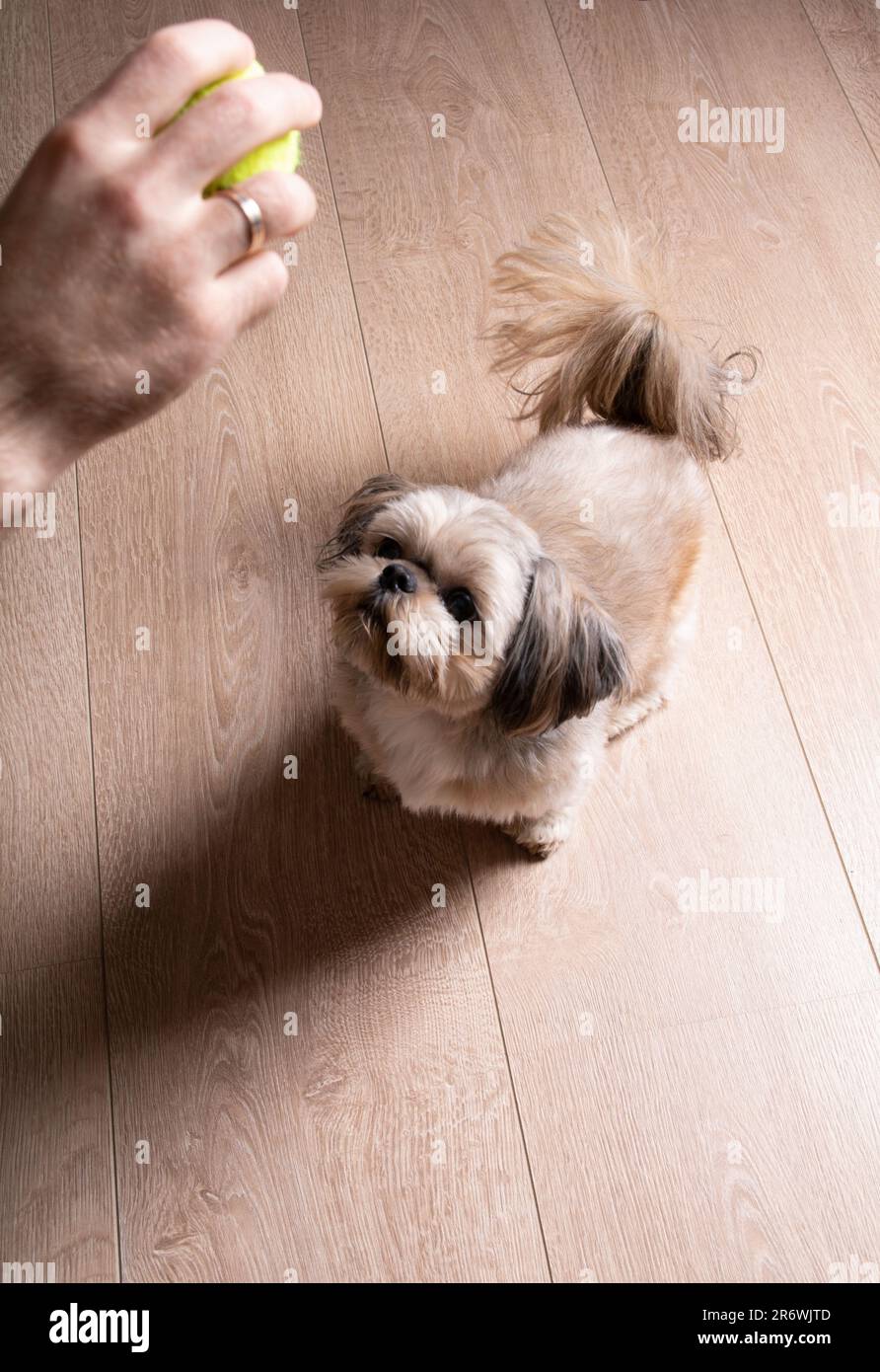foto di un piccolo cane di razza che gioca e guarda in alto Foto Stock