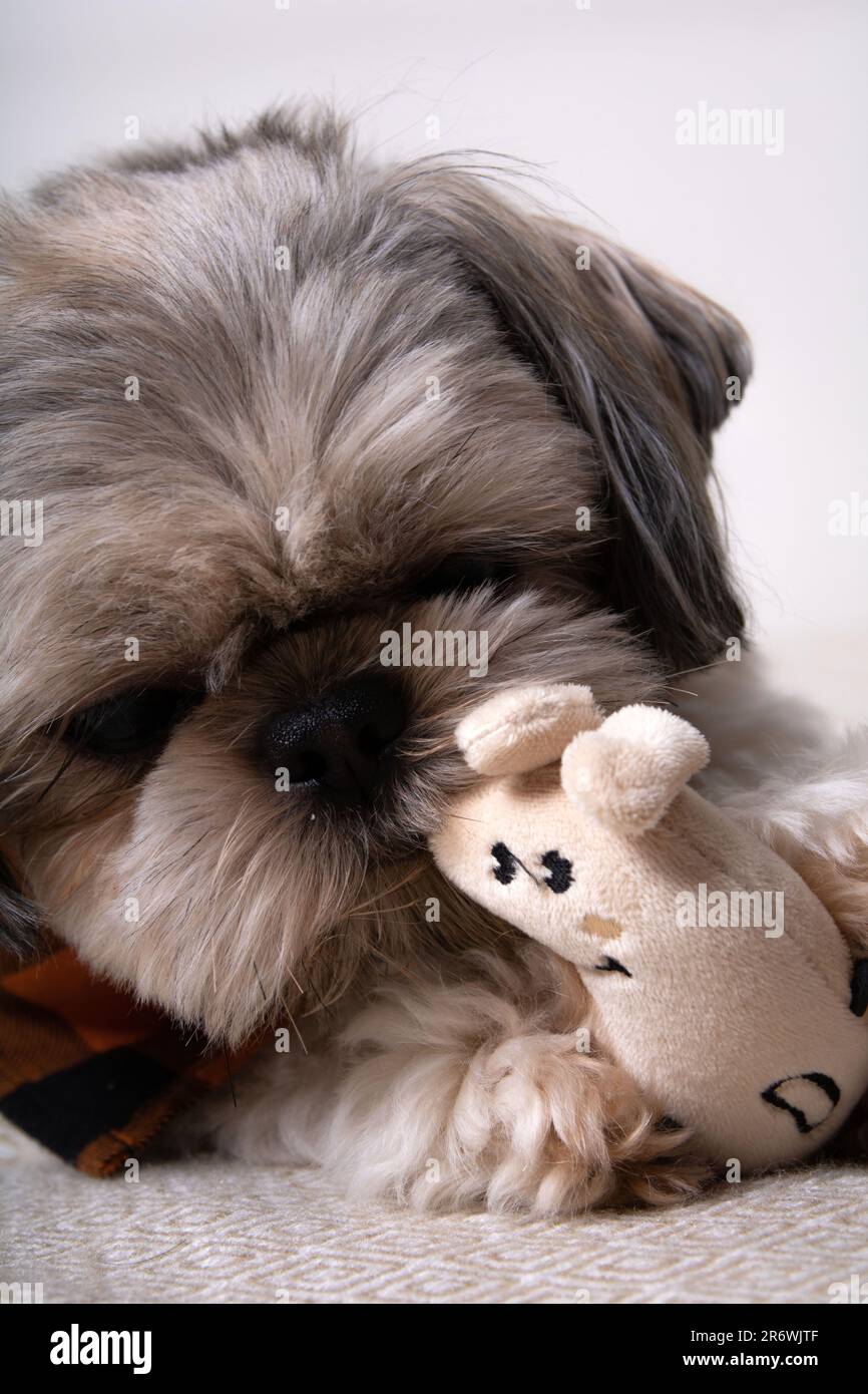 foto di un cane sdraiato e mordente un giocattolo Foto Stock