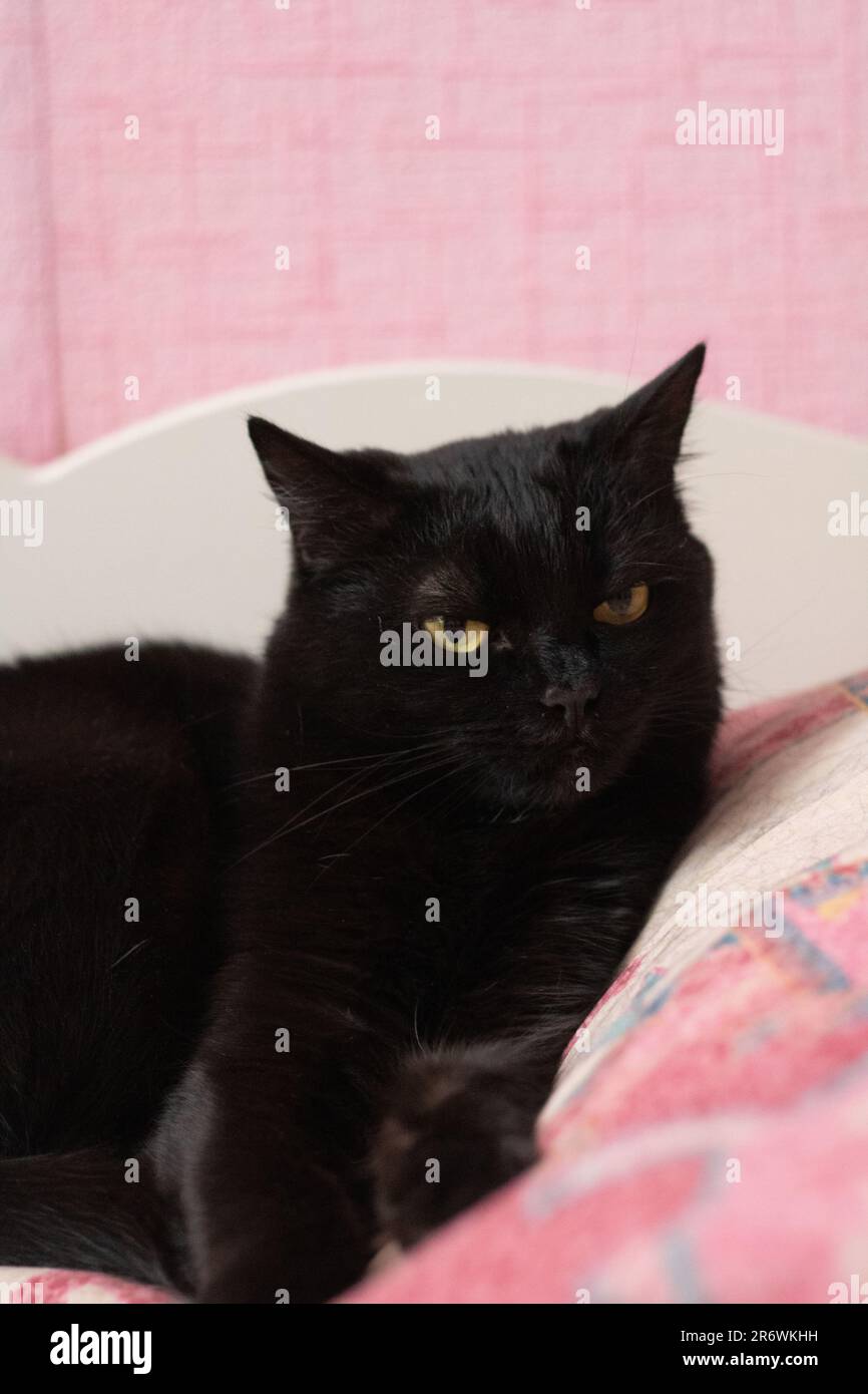 foto di un gatto nero sdraiato sul letto Foto Stock