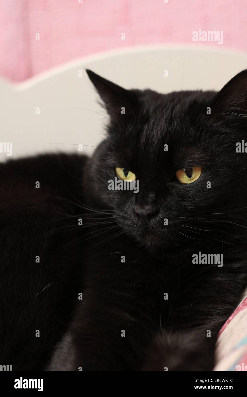 foto di un gatto nero che guarda da vicino Foto Stock