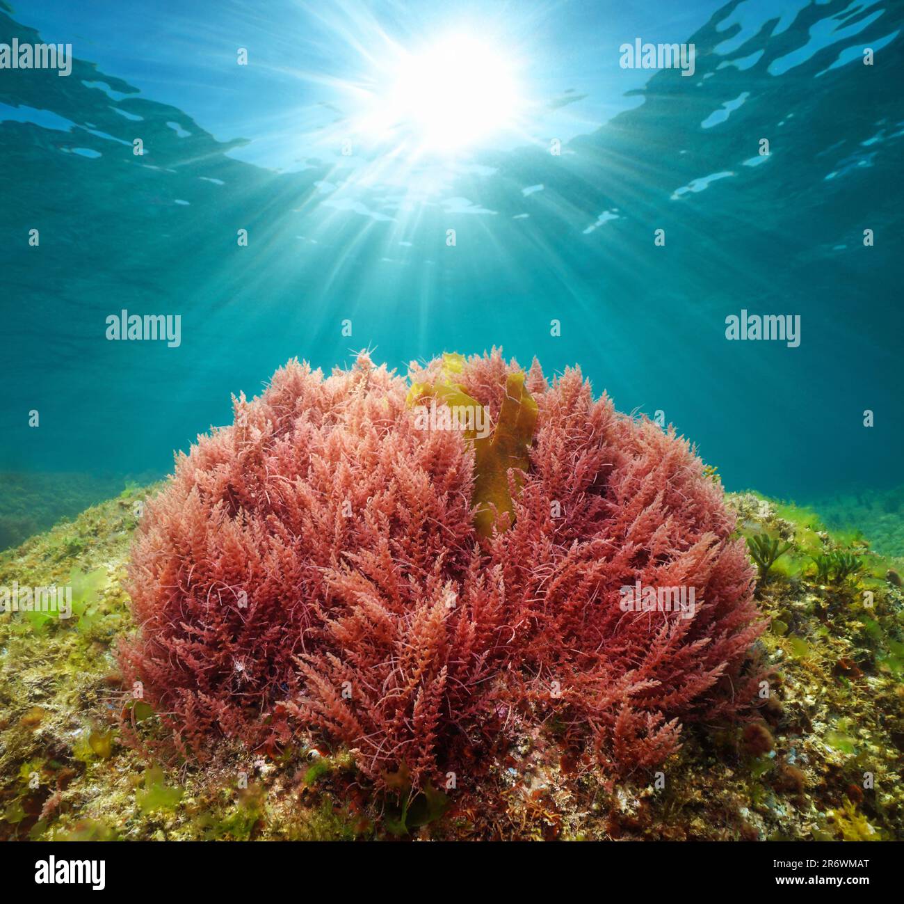 Alghe rosse con la luce del sole sott'acqua nell'oceano (alghe arpoon alga Asparagopsis armata), oceano Atlantico, Spagna, Galizia Foto Stock