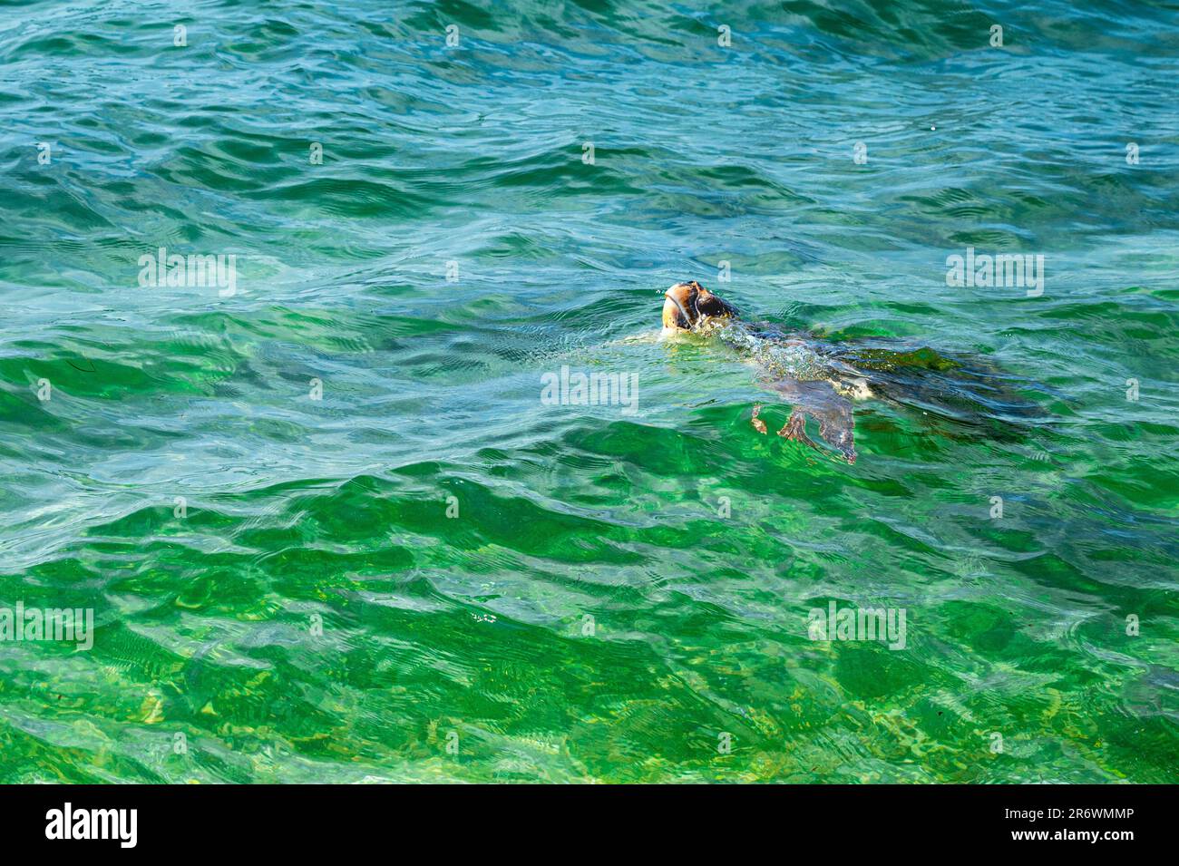 La tartaruga marina che nuota si affaccia su acque cristalline e verdi Foto Stock
