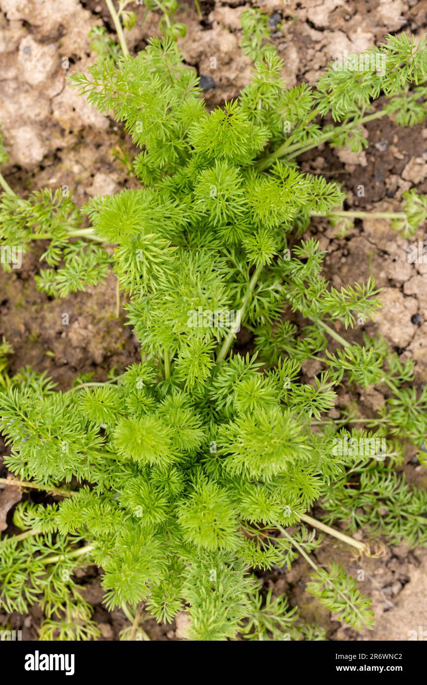 Nigella damascena conosciuta anche come Amore in una nebbia di piante. Pianta di Nigella dura ed annuale fredda. Bellissimo fiore stile cottage. Foto Stock