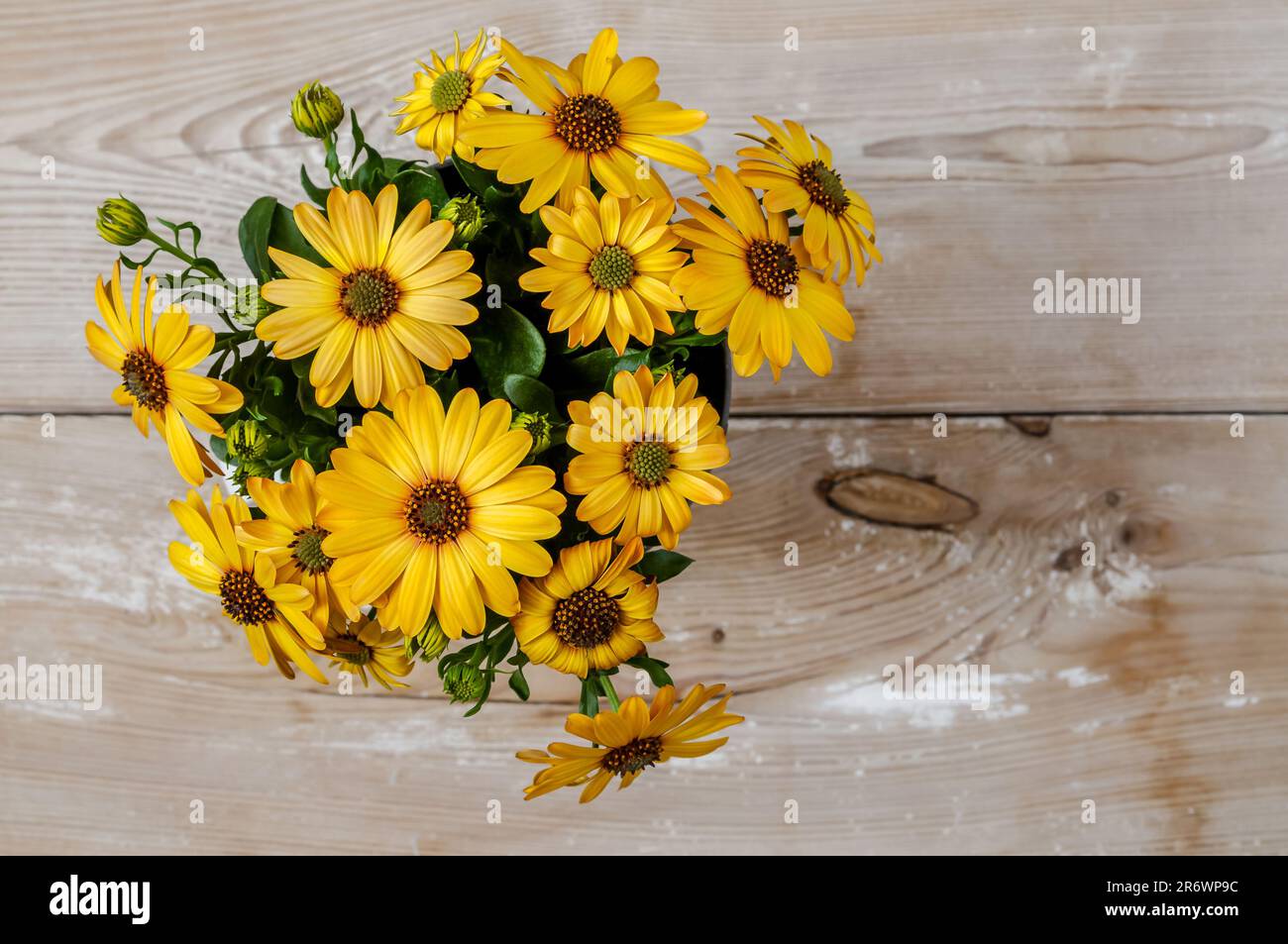 Daisy africano, Osteospermum, fiori delicati di colore giallo caldo e soleggiato, piante ornamentali in piena fioritura, vista dall'alto, composizione su una delicata WO Foto Stock