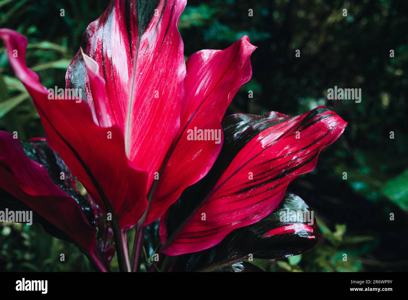 Rosa luminoso esotico fiore tropicale che cresce in natura. Sfondo selvaggio foresta pluviale naturale Foto Stock