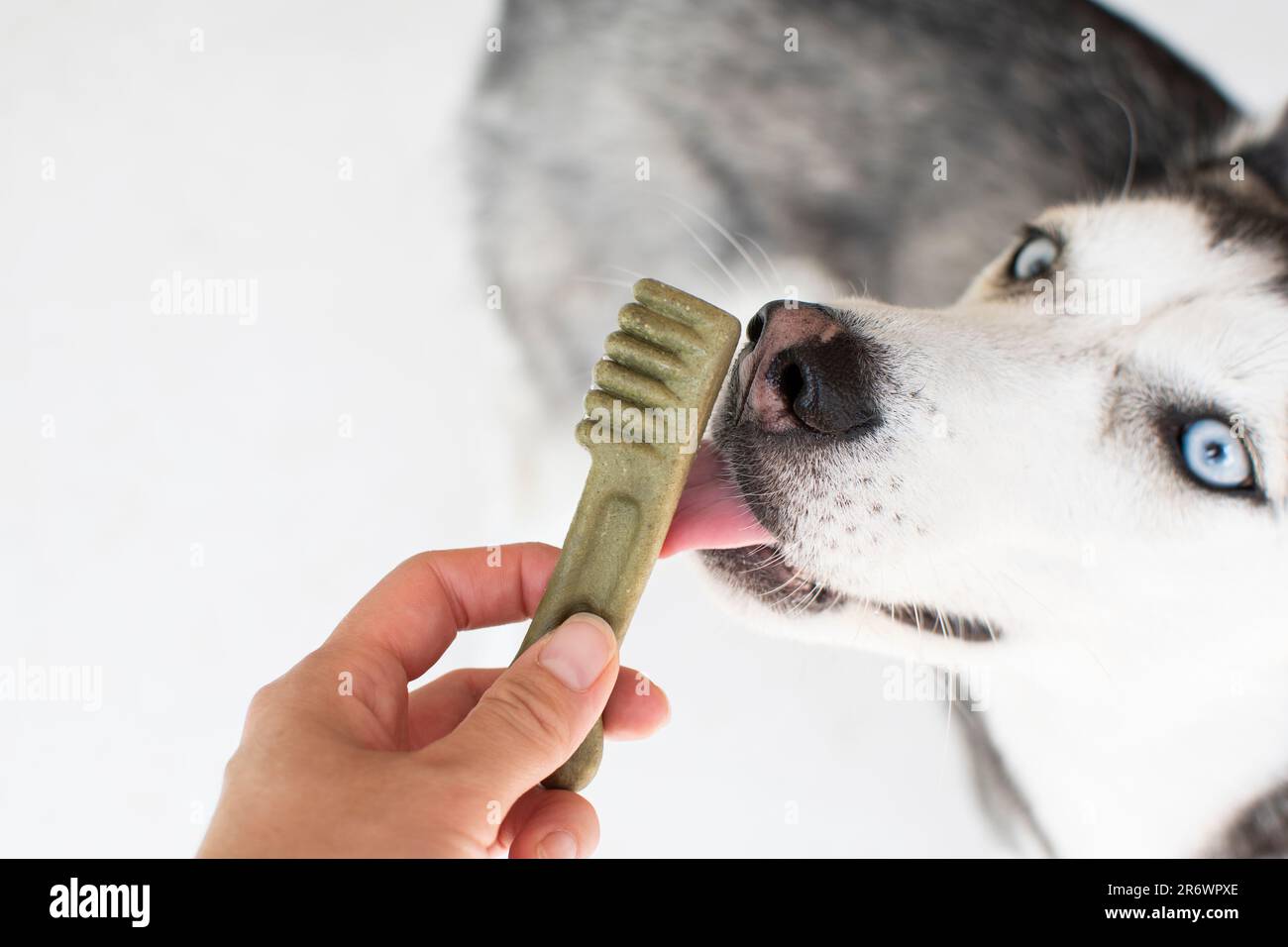 Concetto di cura dentale del cane. Husky siberiano con trattamenti dentali. Dare un regalo a un cane. Foto Stock