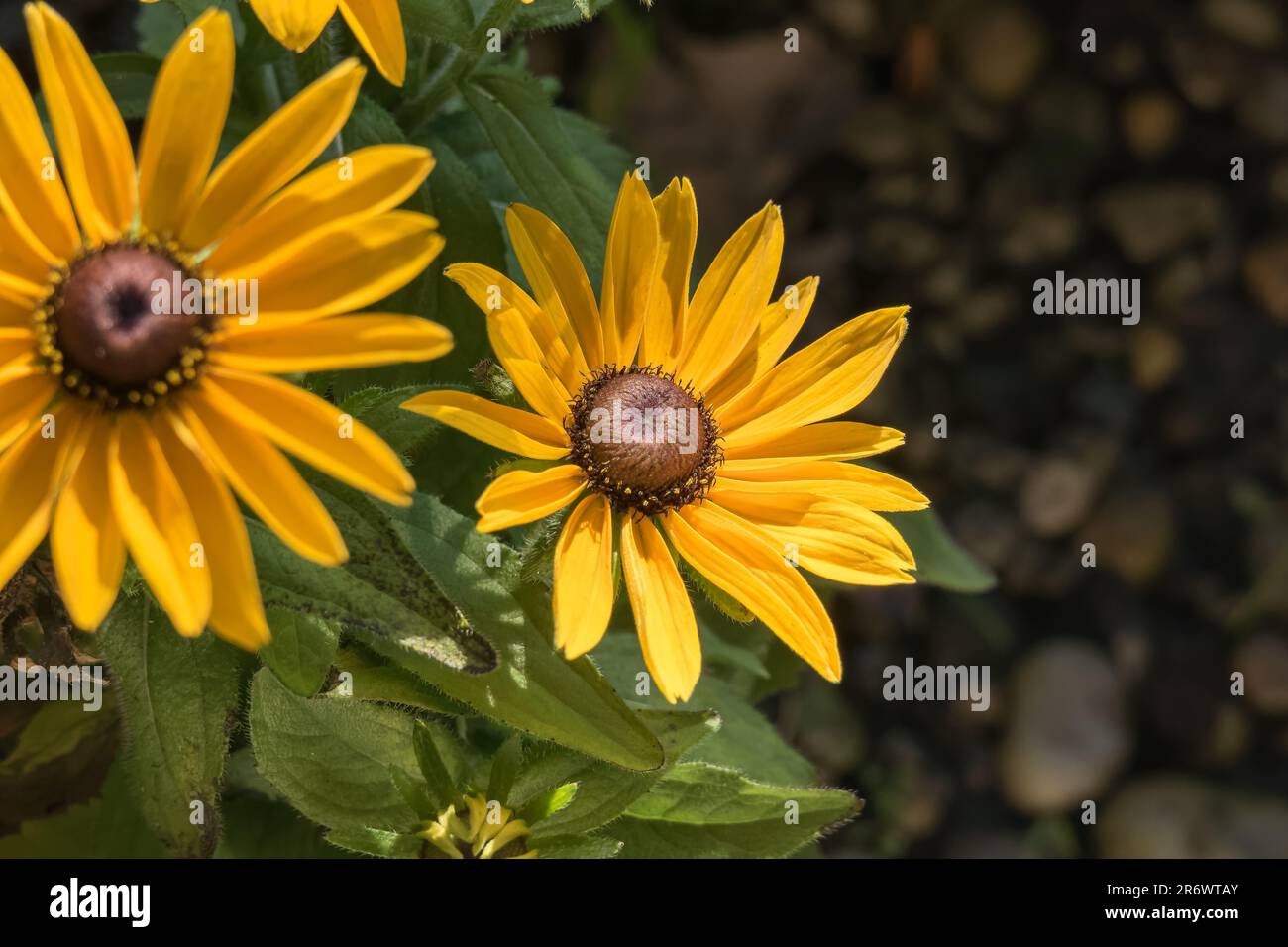 rudbeckia hirta fiore primo piano con la luce del giorno in una giornata di sole all'aperto Foto Stock