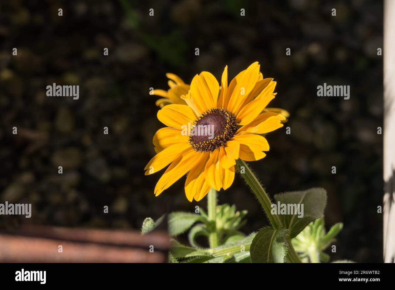 rudbeckia hirta fiore primo piano con la luce del sole in una giornata di sole in estate Foto Stock