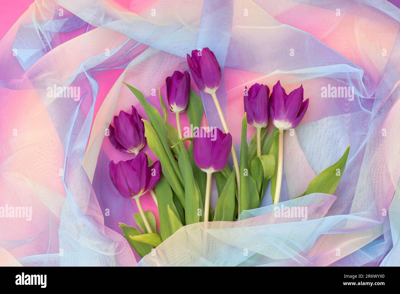 Un bouquet di tulipani viola su un tessuto colorato in colori arcobaleno. Concetto floreale per la celebrazione o il biglietto. Giacitura piatta Foto Stock