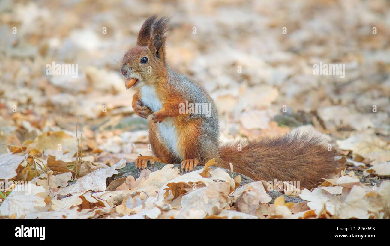 Uno scoiattolo arroccato in cima a un mucchio di fogliame autunnale, gustando un delizioso spuntino Foto Stock