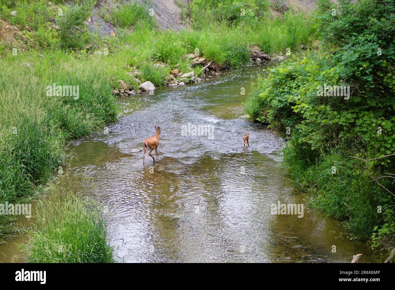 Cervo e cucito nel torrente Foto Stock
