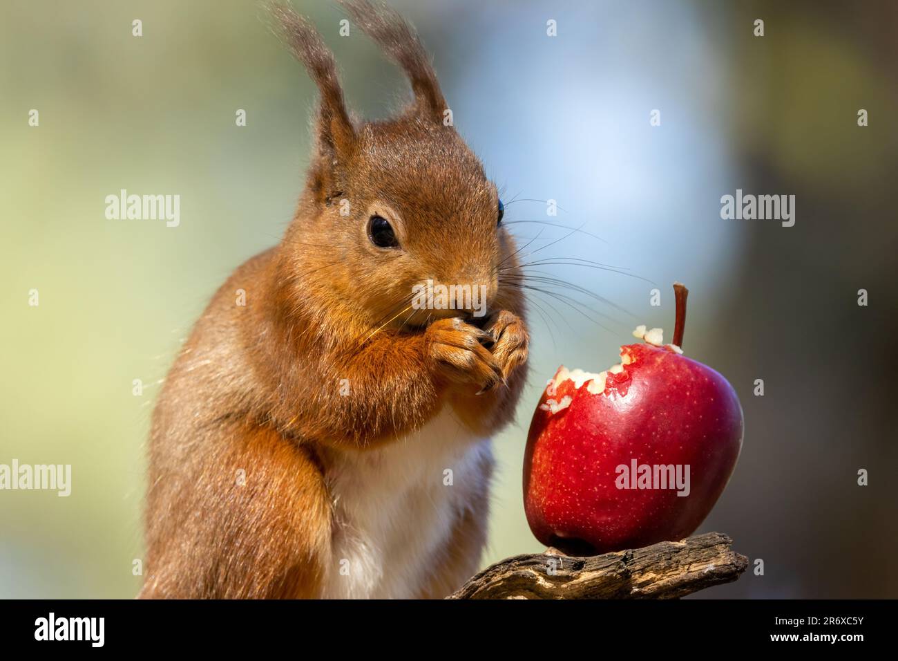 Un grazioso scoiattolo rosso scozzese appollaiato in cima a un ramo di albero, rosicchiando su una mela rossa succosa Foto Stock
