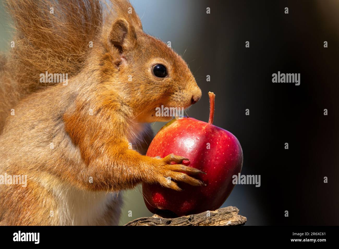Un grazioso scoiattolo rosso scozzese appollaiato in cima a un ramo di albero, rosicchiando su una mela rossa succosa Foto Stock