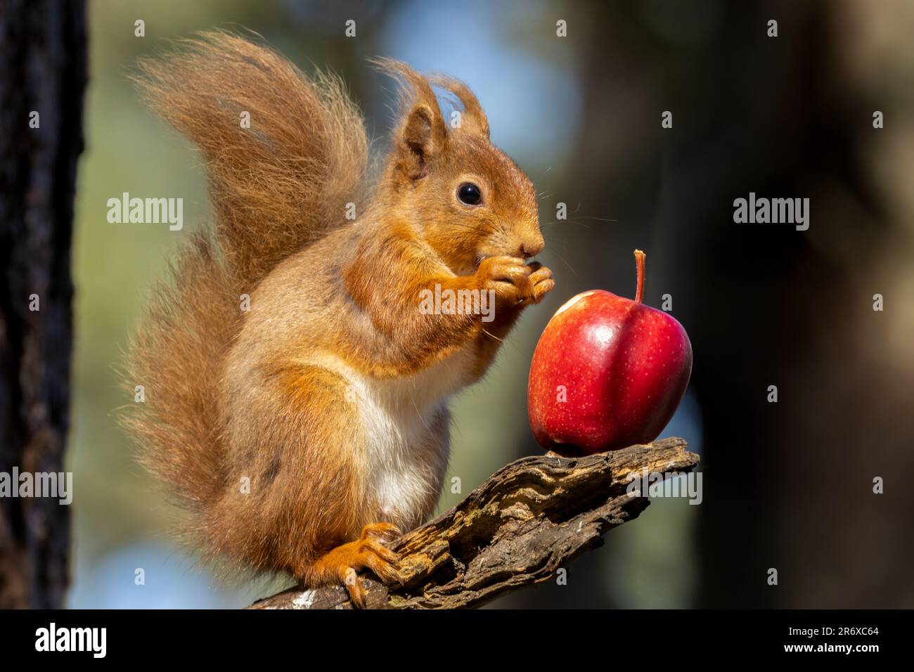Un grazioso scoiattolo rosso scozzese appollaiato in cima a un ramo di albero, rosicchiando su una mela rossa succosa Foto Stock