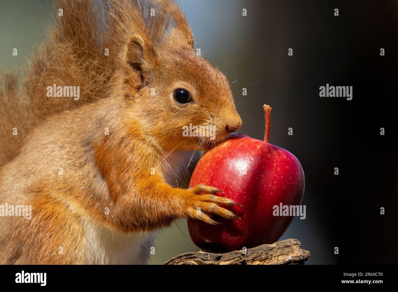 Un grazioso scoiattolo rosso scozzese appollaiato in cima a un ramo di albero, rosicchiando su una mela rossa succosa Foto Stock