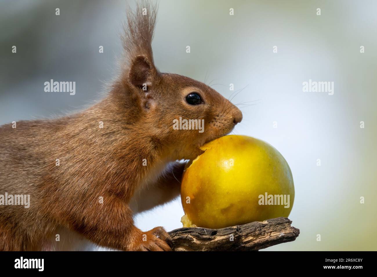 Un grazioso scoiattolo rosso scozzese appollaiato in cima a un ramo di albero, rosicchiando su una mela rossa succosa Foto Stock