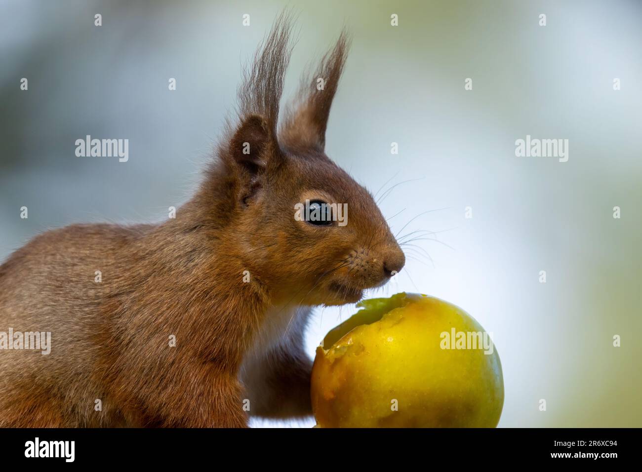 Un grazioso scoiattolo rosso scozzese appollaiato in cima a un ramo di albero, rosicchiando su una mela rossa succosa Foto Stock