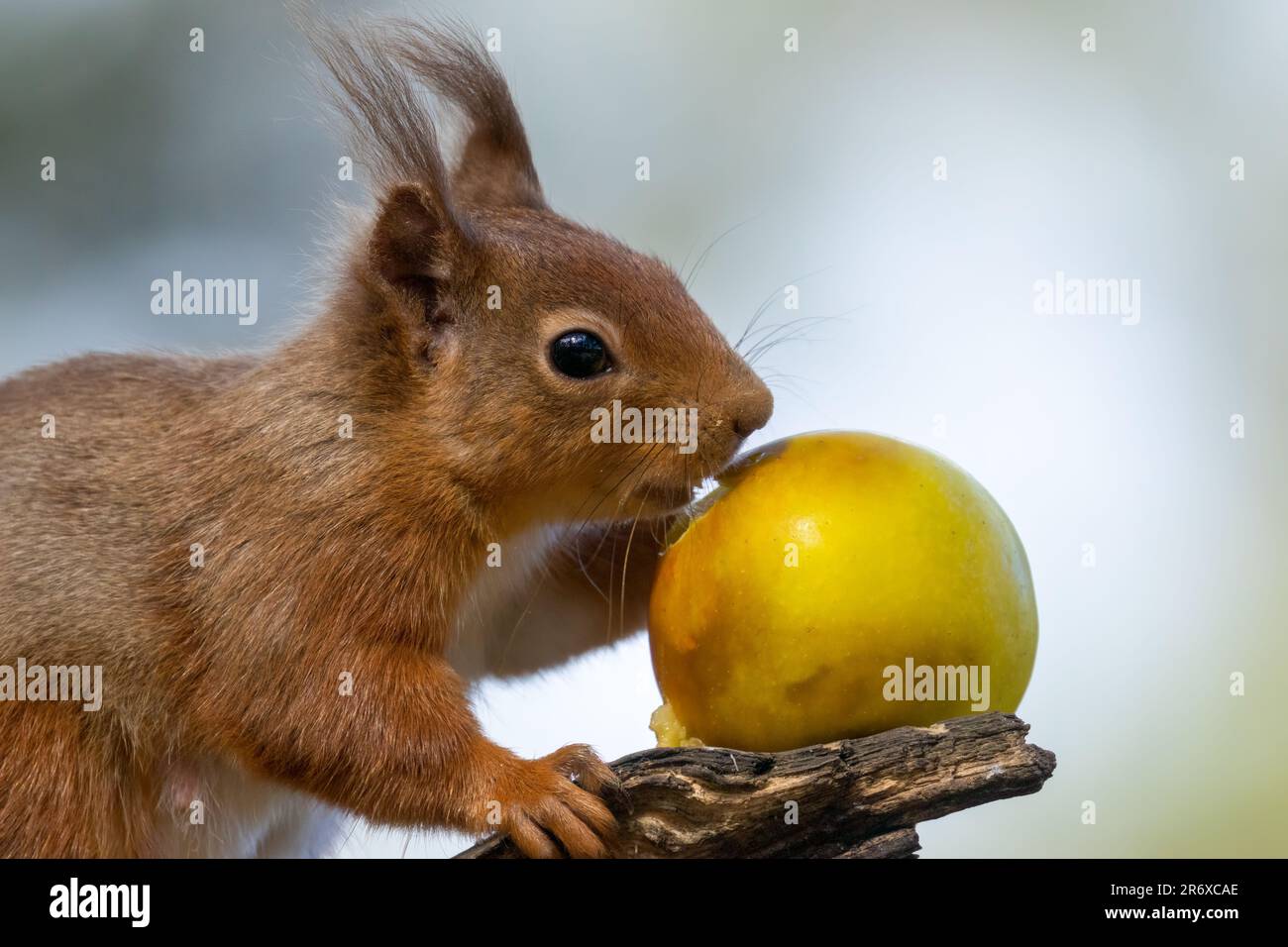 Un grazioso scoiattolo rosso scozzese appollaiato in cima a un ramo di albero, rosicchiando su una mela rossa succosa Foto Stock
