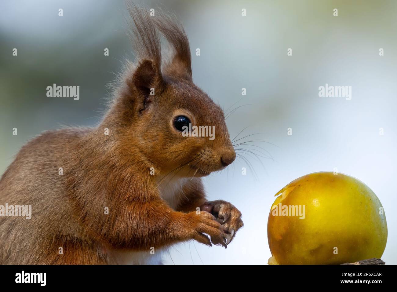 Un grazioso scoiattolo rosso scozzese appollaiato in cima a un ramo di albero, rosicchiando su una mela rossa succosa Foto Stock