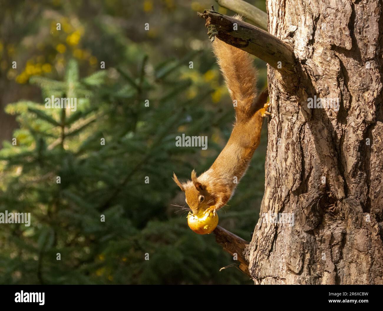 Un grazioso scoiattolo rosso scozzese appollaiato in cima a un ramo di albero, rosicchiando su una mela rossa succosa Foto Stock