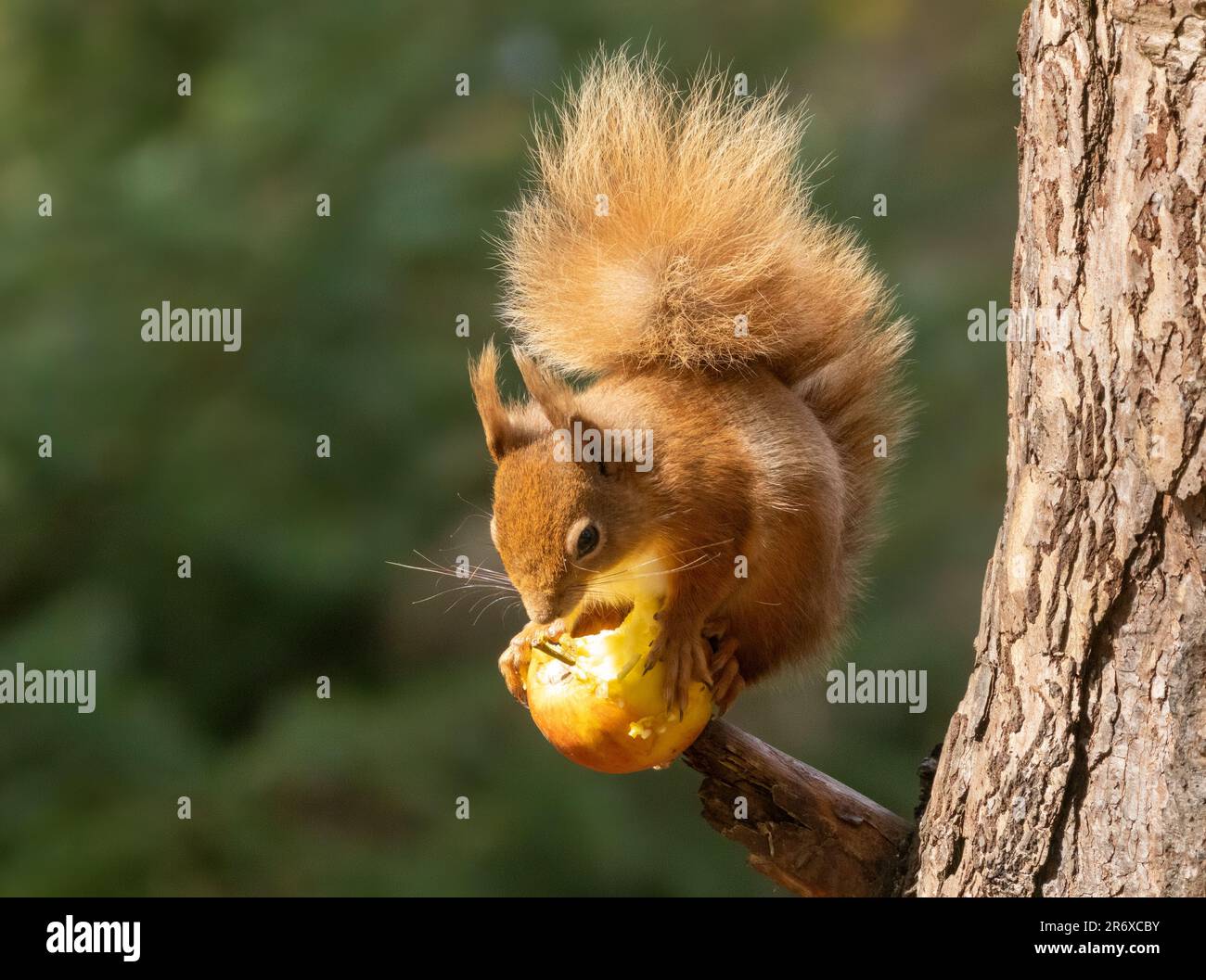 Un grazioso scoiattolo rosso scozzese appollaiato in cima a un ramo di albero, rosicchiando su una mela rossa succosa Foto Stock