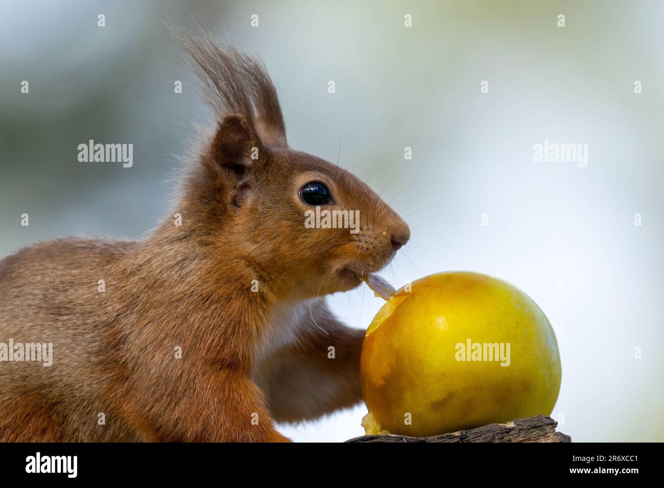 Un grazioso scoiattolo rosso scozzese appollaiato in cima a un ramo di albero, rosicchiando su una mela rossa succosa Foto Stock