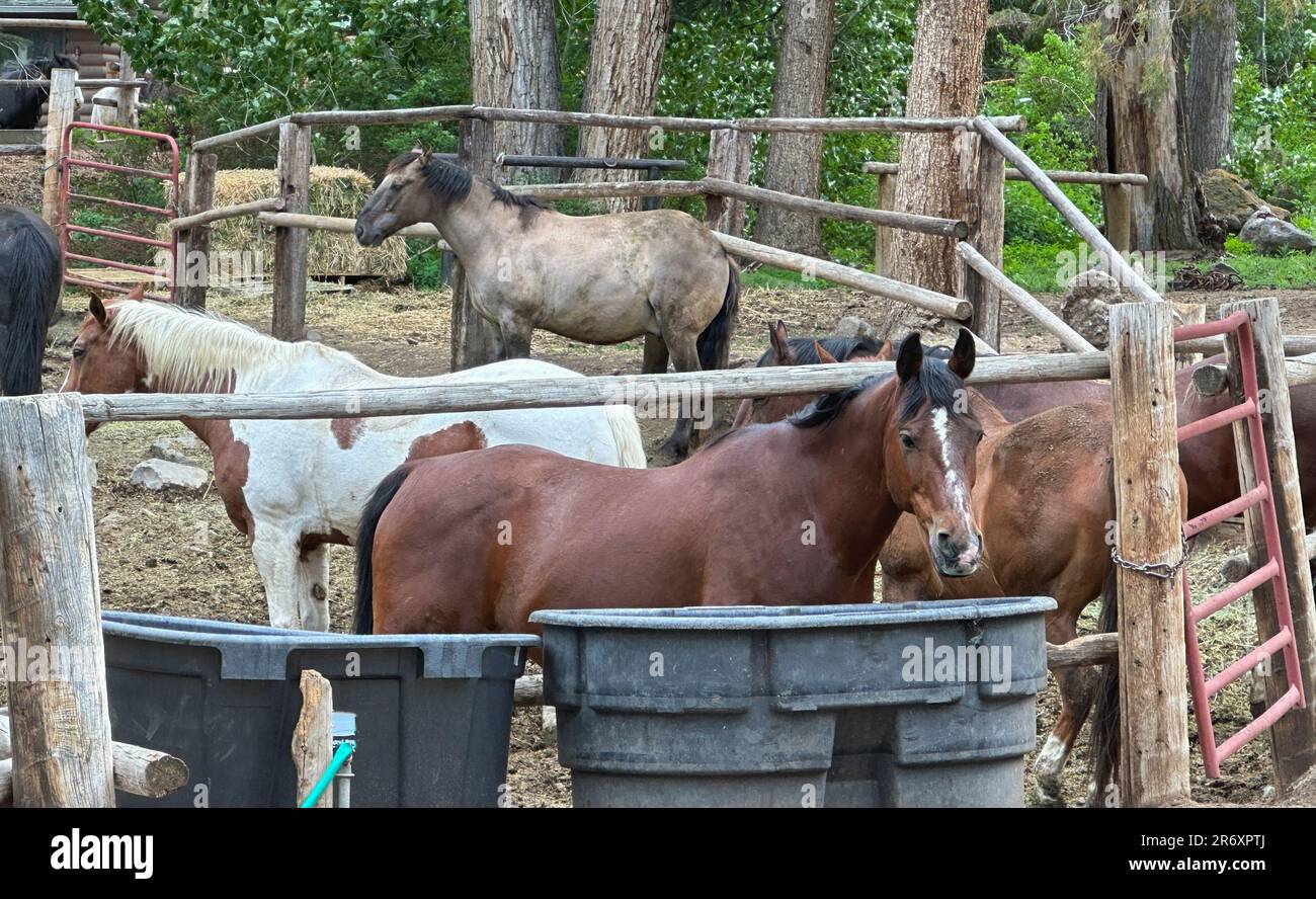 L'equitazione viene catturata nel Corral e nelle penne dopo una giornata di viaggio e passeggiate a cavallo. Prendersi cura dei cavalli e degli attrezzi prende organizzazione. Foto Stock