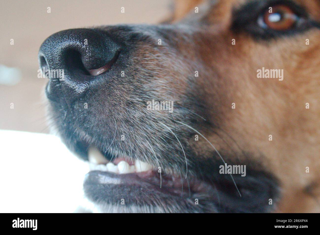 Doggy Whiskers Foto Stock