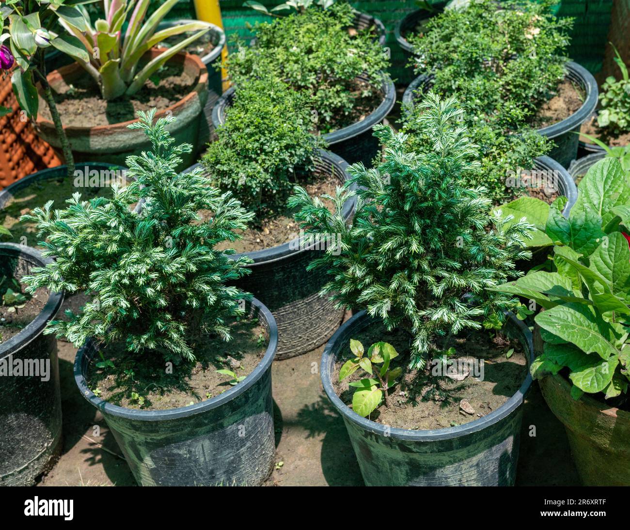 Juniperus nana sempreverde albero denso in pentole di plastica Foto Stock