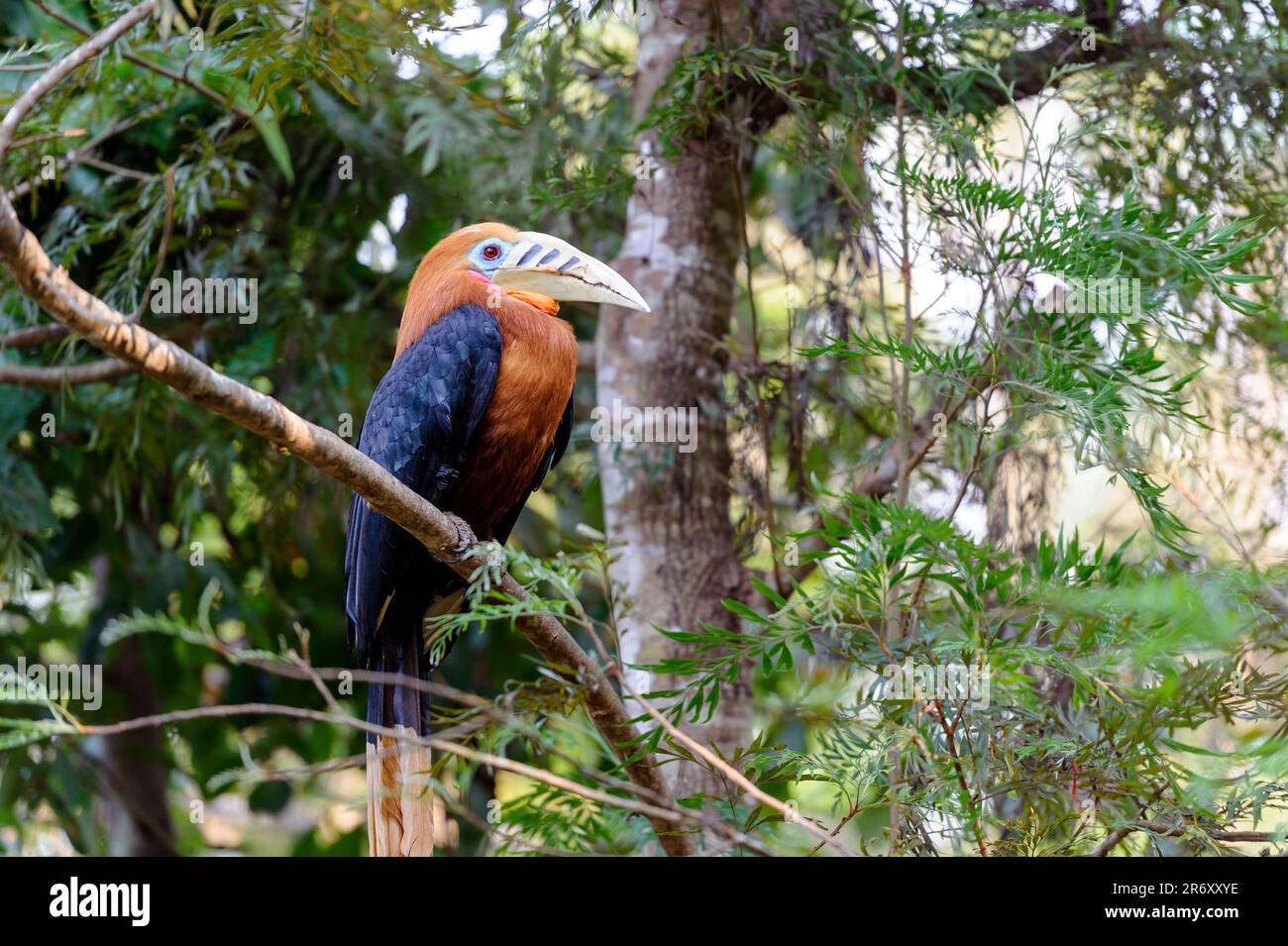 Il baccalà a collo rufoso (Aceros nipalensis) è una specie di baccalà presente nelle zone tropicali. Foto Stock
