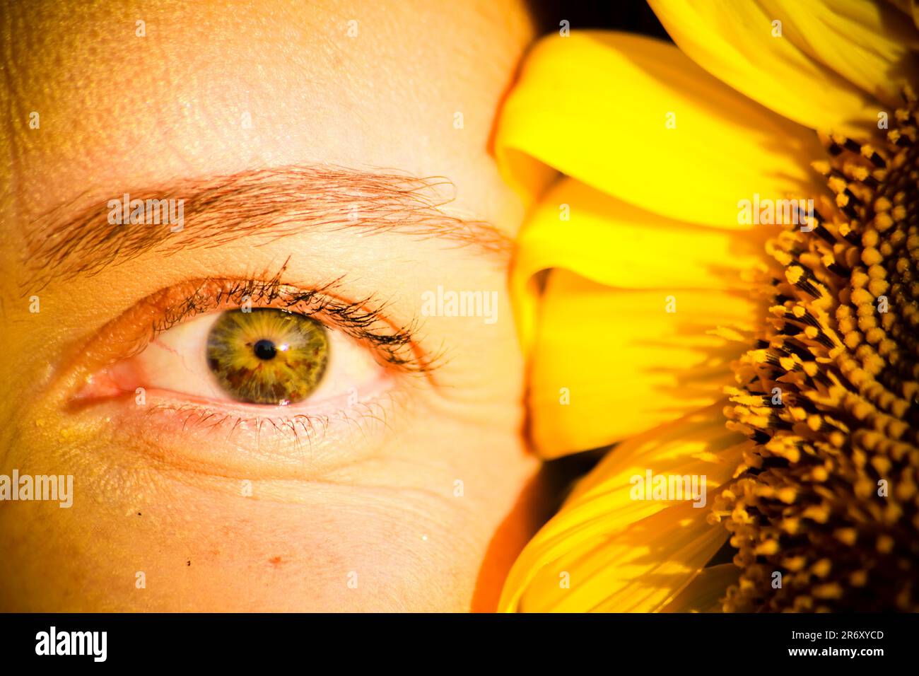 Ensaio fotográfico no campo de Girassóis, região do PAD/DF - Brasília - Brasile. Foto Stock