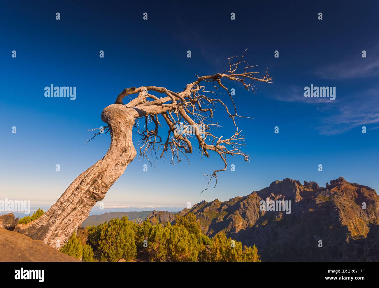 Un albero solitario morto vicino alla cima più alta di Madeira Pico Ruivo Foto Stock