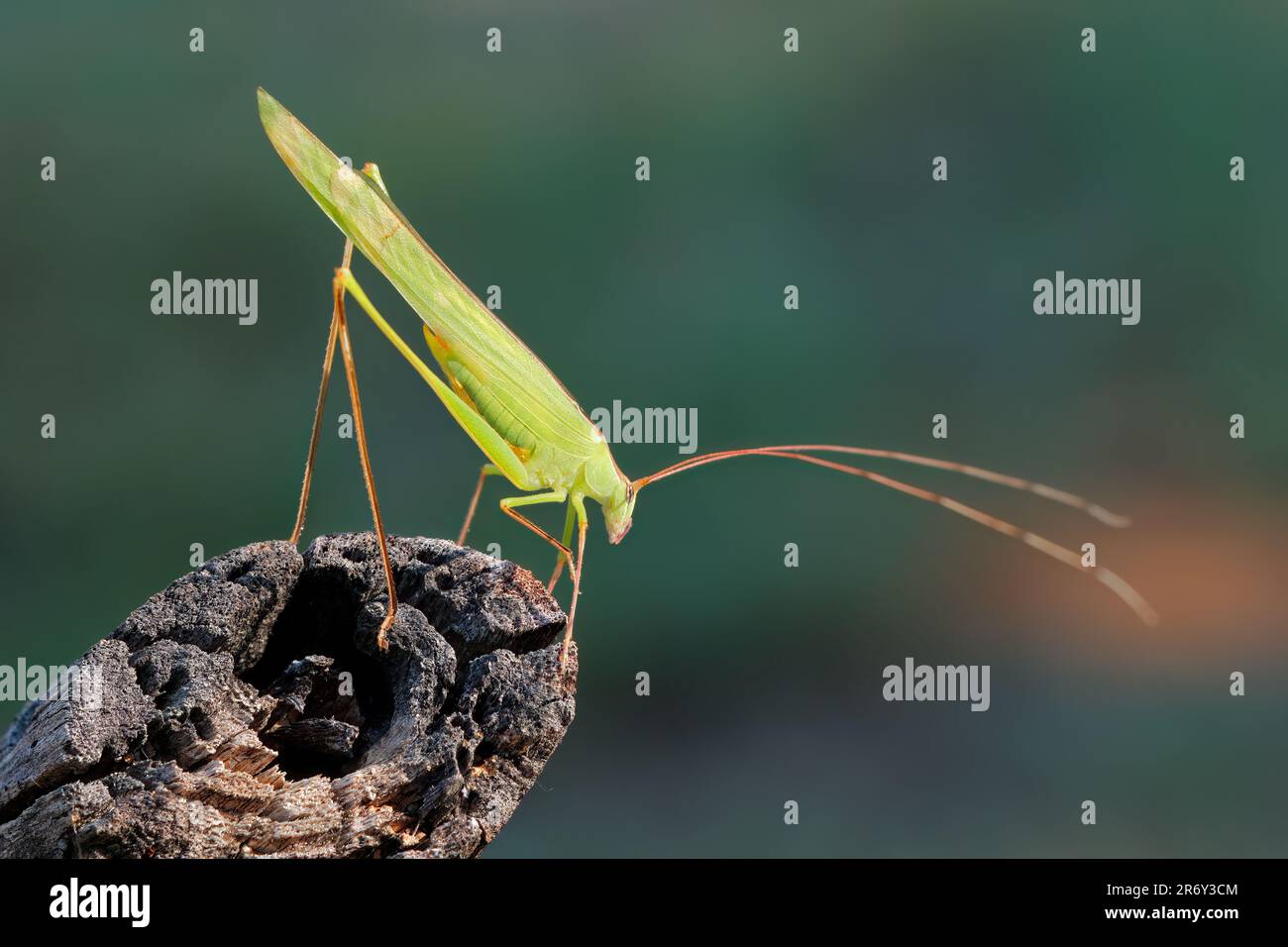 Un katydid di foglia africana (Phaneroptera sparsa) seduto su un ramo, Sudafrica Foto Stock