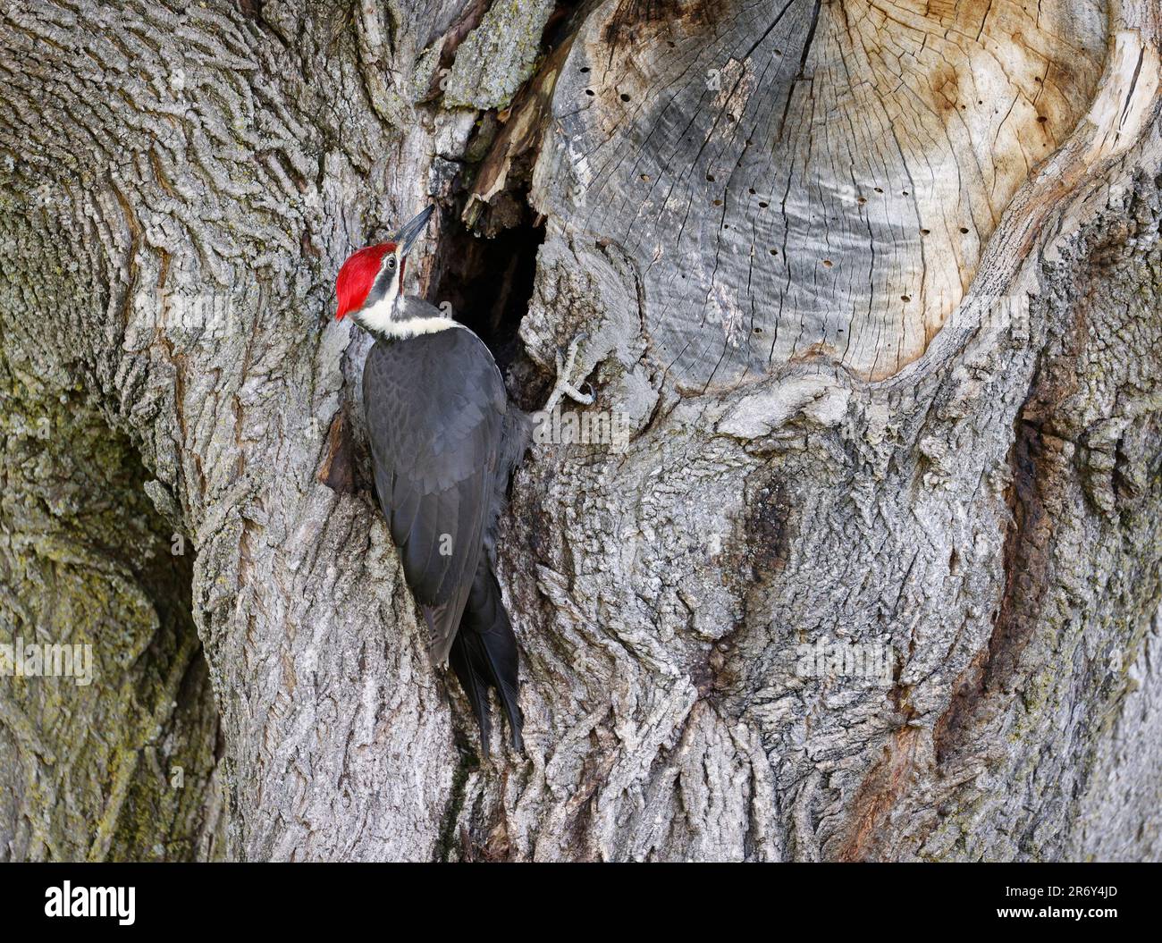 Ritratto di picchio pileated seduto su un tronco di albero nella foresta, Quebec, Canada Foto Stock